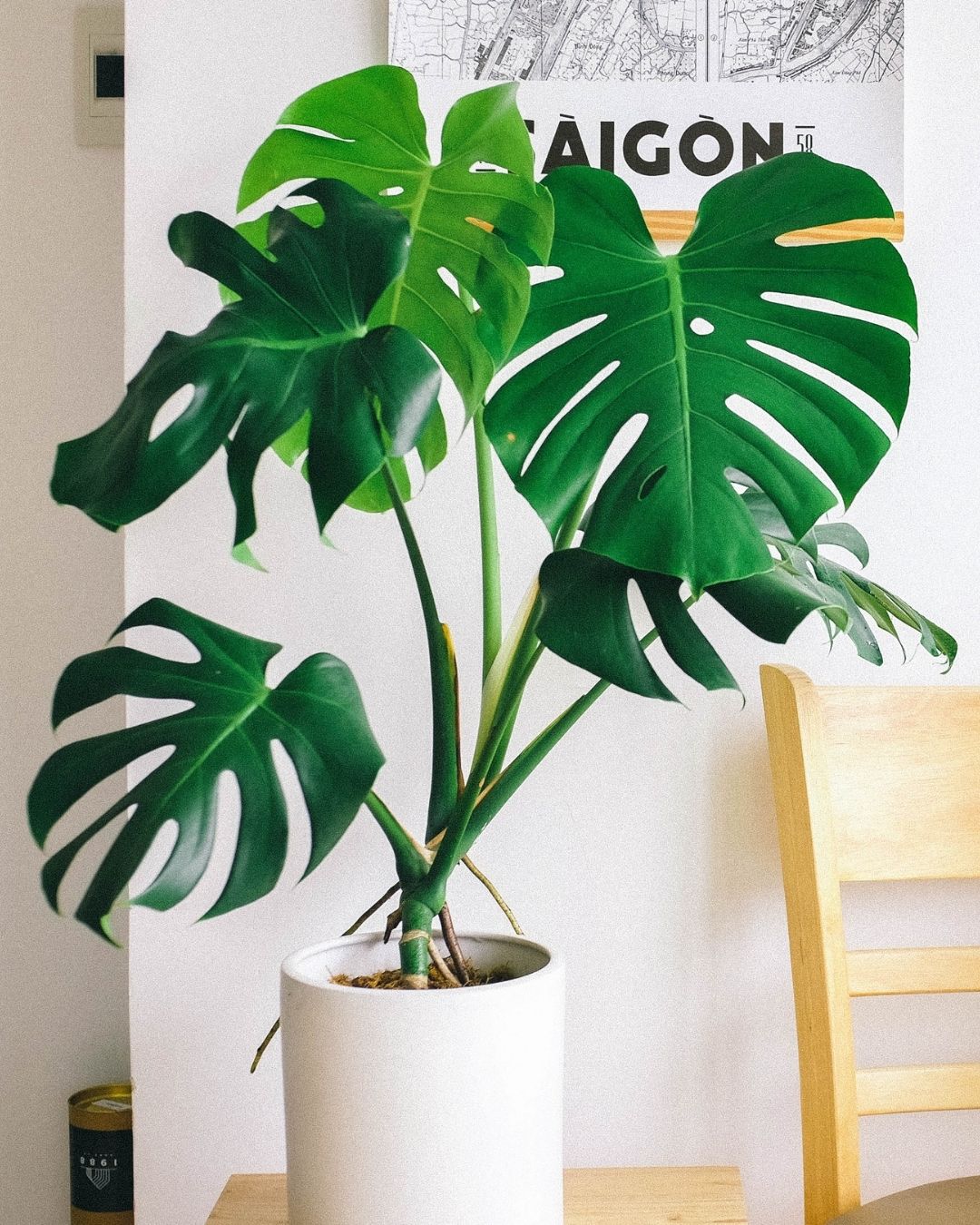 monstera plant in a white planter